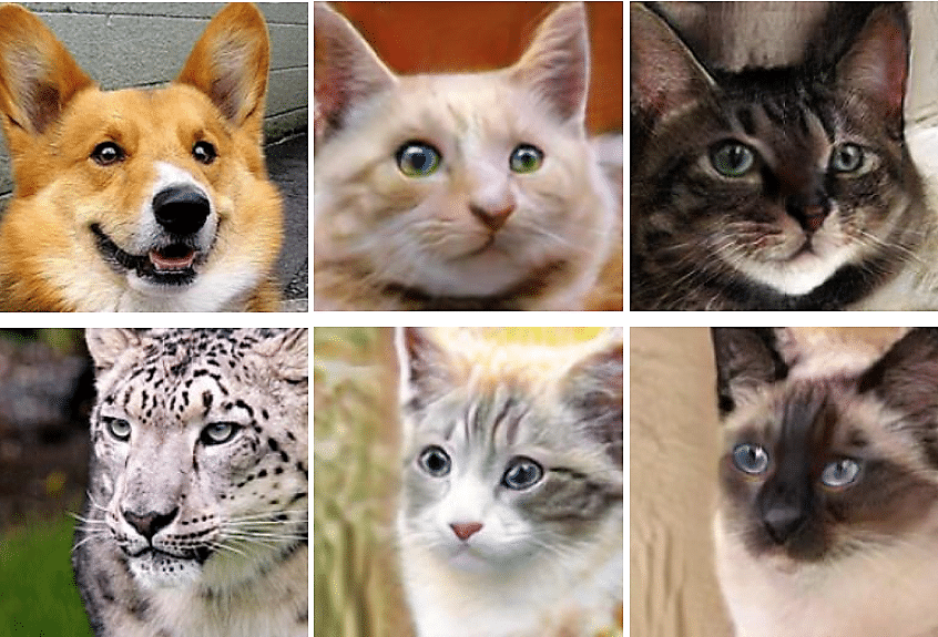 利用多模态图像转换AI技术将猫咪变身成小狗、雄狮和老虎